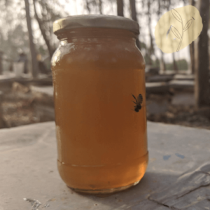Raw Eucalyptus Honey from Kangra District