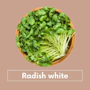 Radish White Microgreens seeds 100g