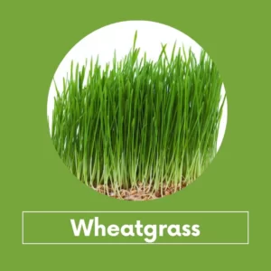 Wheatgrass Microgreens seeds 100gm